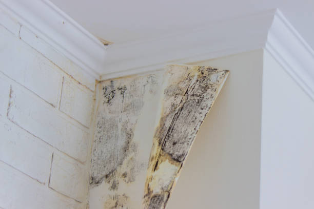 Coronado, CA Mold Inspection, Removal & Remediation Company